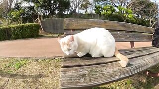 When I sit on the bench, a cute cat sits on my lap and relaxes.