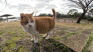 A cat that loves people shows people its belly and rolls around