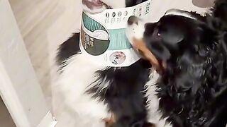 funny pets video 58