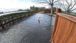 A white cat rubs its wet body against a man's pants to dry him.