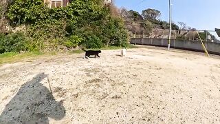 Siamese cats and tuxedo cats compete to be able to interact with people