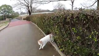 The cat jumps out of the grass and goes to the resting place with the man.