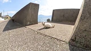 A timid Siamese cat tries to hide in a hole