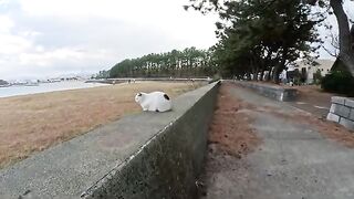 A cat with a mysterious face walks and looks for something.