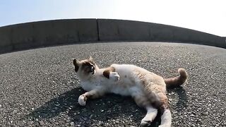 A Siamese cat happily stomps its feet when a person massages it