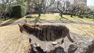 The cat boss patrols the park and greets little kittens