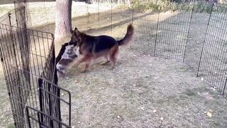 Pups Playing