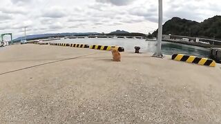 A fat cat lies on the ground and attacks people in a fishing port.