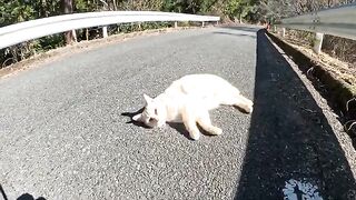 A cream cat asks a person to give him a facial massage