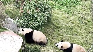 Three Panda Brothers