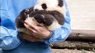 Nanny Is Taking Care Of The Baby Panda