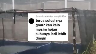 Cara agar ikan lele sehat dimusim hujan dan jauh dari penyakit