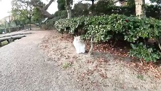 A cat with hair like tea with milk gently bites a person's hand