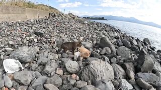 The two cats continue to fight in the sea, ignoring my intervention.