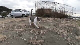 When I went to the fishing port, two cats came up to me and greeted me.