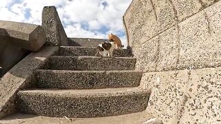 Two cats are fighting on the ladder face to face close to each other.