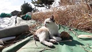 I took the kitten playing alone to his mother cat and he pooped