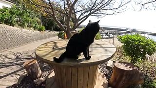 An orange cat and a black cat climb onto the table and people touch them