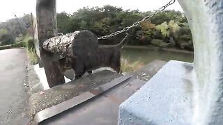 The cat greets people crossing the bridge and plays with them.