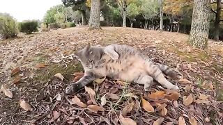 A fat gray cat lies down and rests in the forest