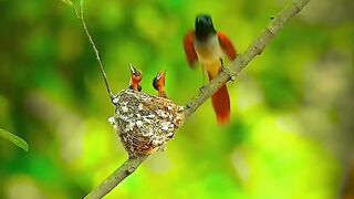 A Mother bird give food theri sons #birds