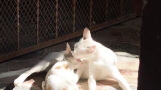 The love between mother cat and his daughter