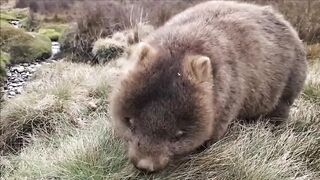 Cuddly Baby Wombat.