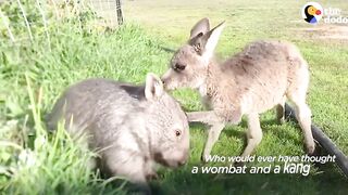 Wombat And Kangaroo Are Obsessed .