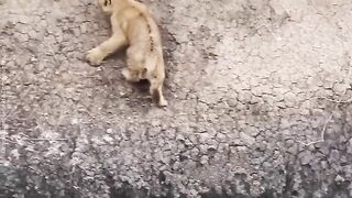 Baby lion in trouble rescued by its mother.