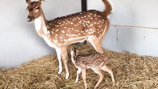 deer mom and baby ❤️.