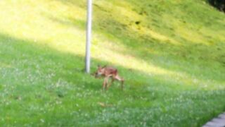 Baby Fawn Hermann.