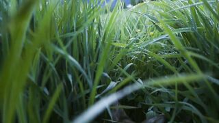 Young fawn hiding in the grass.