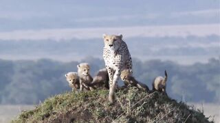 Cheetah VS Lions.