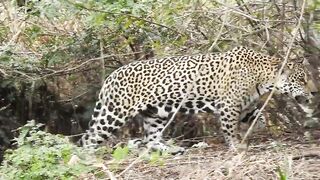 Jaguar climbing a tree.