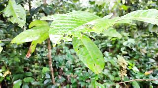 tropical forests in Indonesia