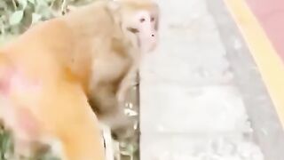 FUNNY MONKEY VIDEO