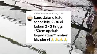 Rumus tebar bibit lele untuk segmen pembesaran