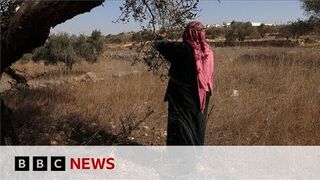 Palestinian olive harvest under threat from Israeli attacks and restrictions