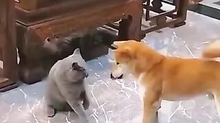 Funnycats&dogslol!!!! ????????