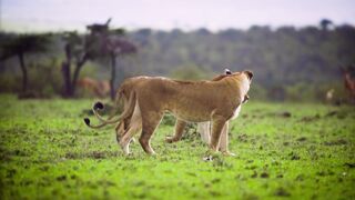 Two Lions in Forest