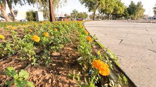 Walking beside the natural flowers ????