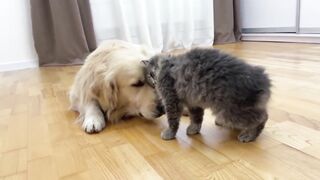 Cute Dogs & Cat Friendship