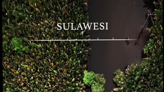 Sulawesi 0,1%