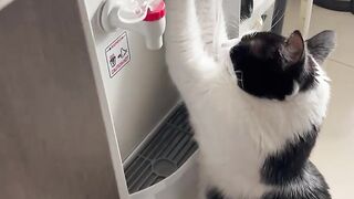 Independen cat takes a drink grom water dispenser !!!