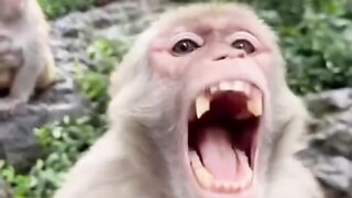 This monkey is cranky because of a prank ‼️