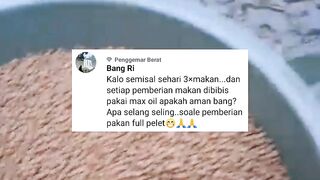 Aturan BIBIS pakan dengan MAXOIL❗Aman digunakan setiap hari