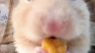 Santapan Favorit Hamster: Lihat Cara Mereka Makan!