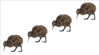 Kiwi Bird dancing