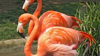 ///Flamingos are truly striking creatures!///