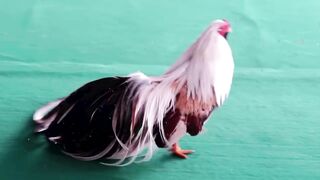 25 Unbelievable Chicken Breeds That Actually Exist